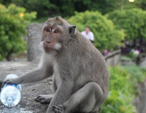 Ubud Monkey Forest Will Reopen November 5th
